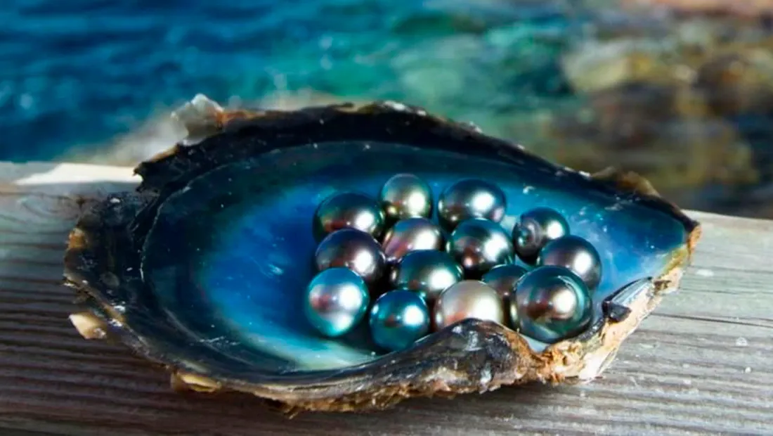 Perlas en una concha